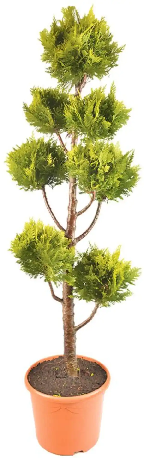 Bild 2 von Koniferen