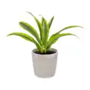 Bild 2 von GARDENLINE Pflanze in Trendkeramik