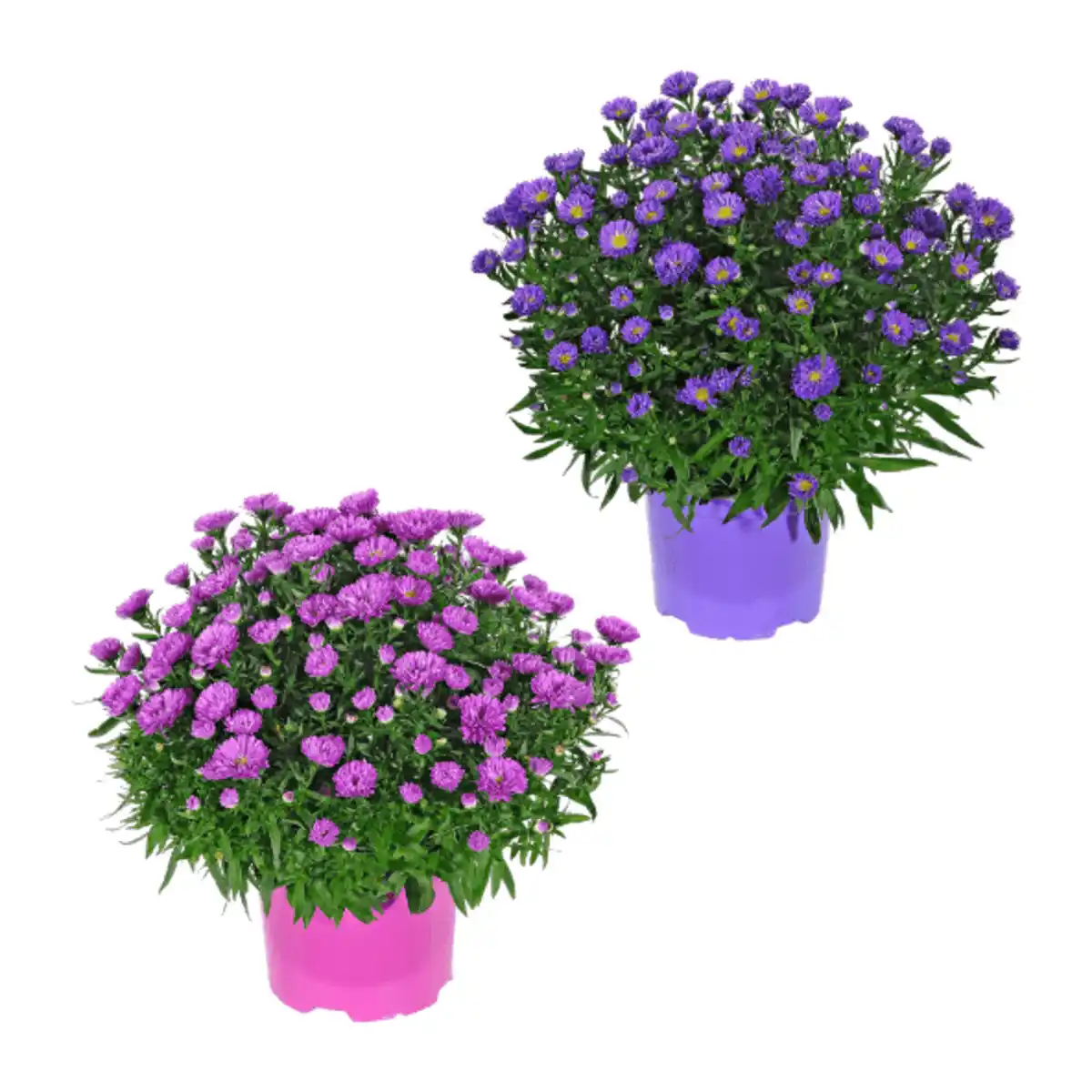 Bild 1 von GARDENLINE Herbstastern