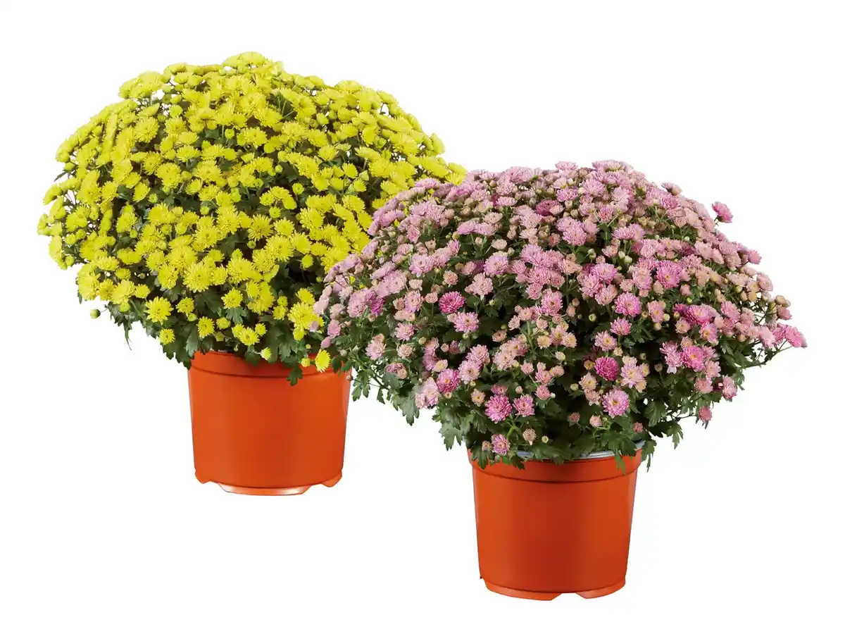 Bild 1 von Chrysanthemenbusch