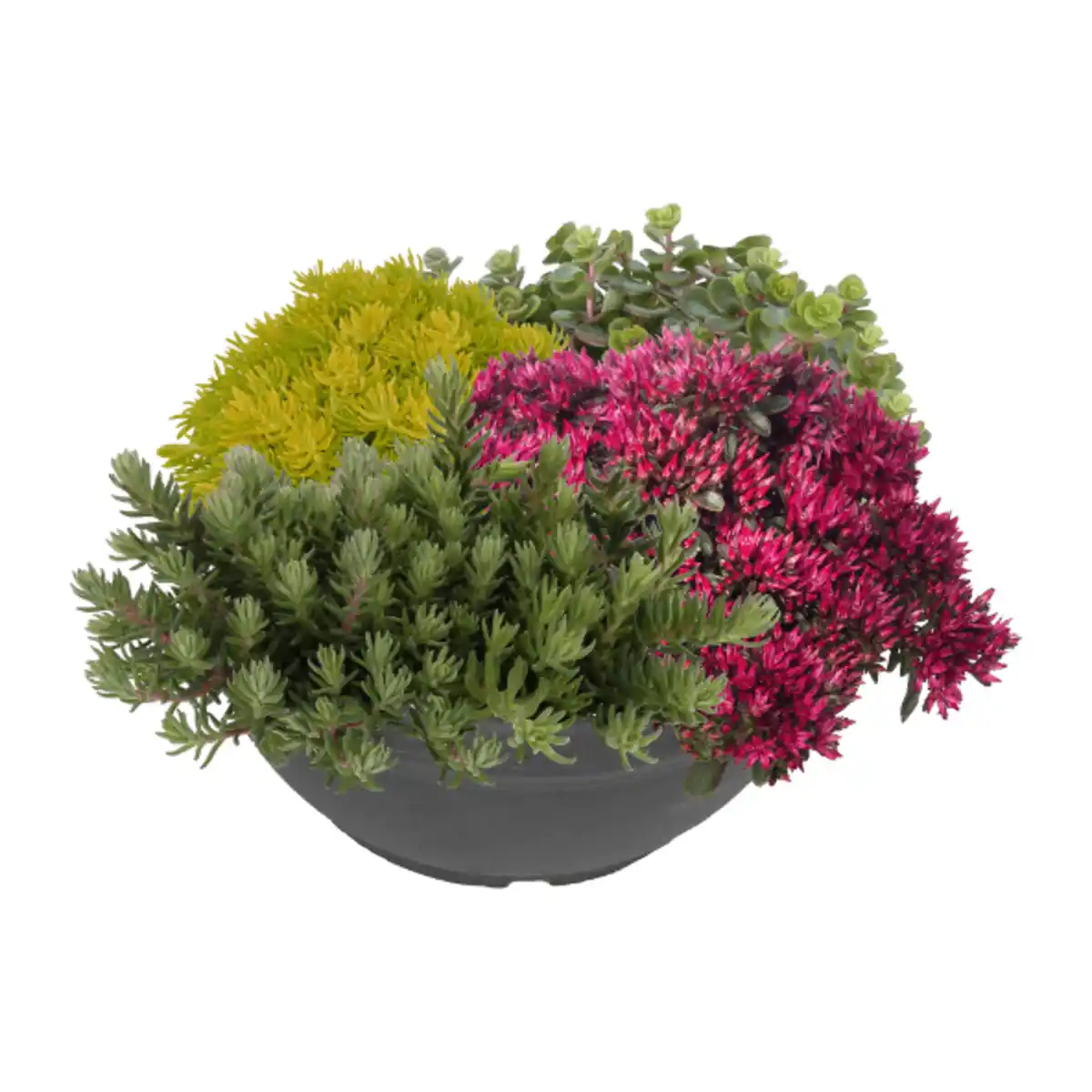 Bild 1 von GARDENLINE Sedum-Mix