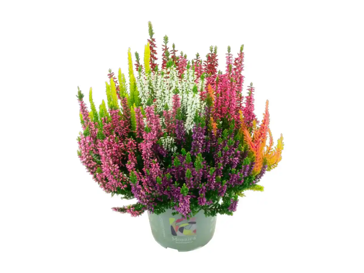 Bild 1 von Heidekraut (Calluna)