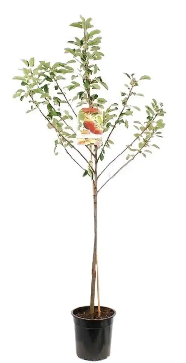 Bild 3 von Obstbäume