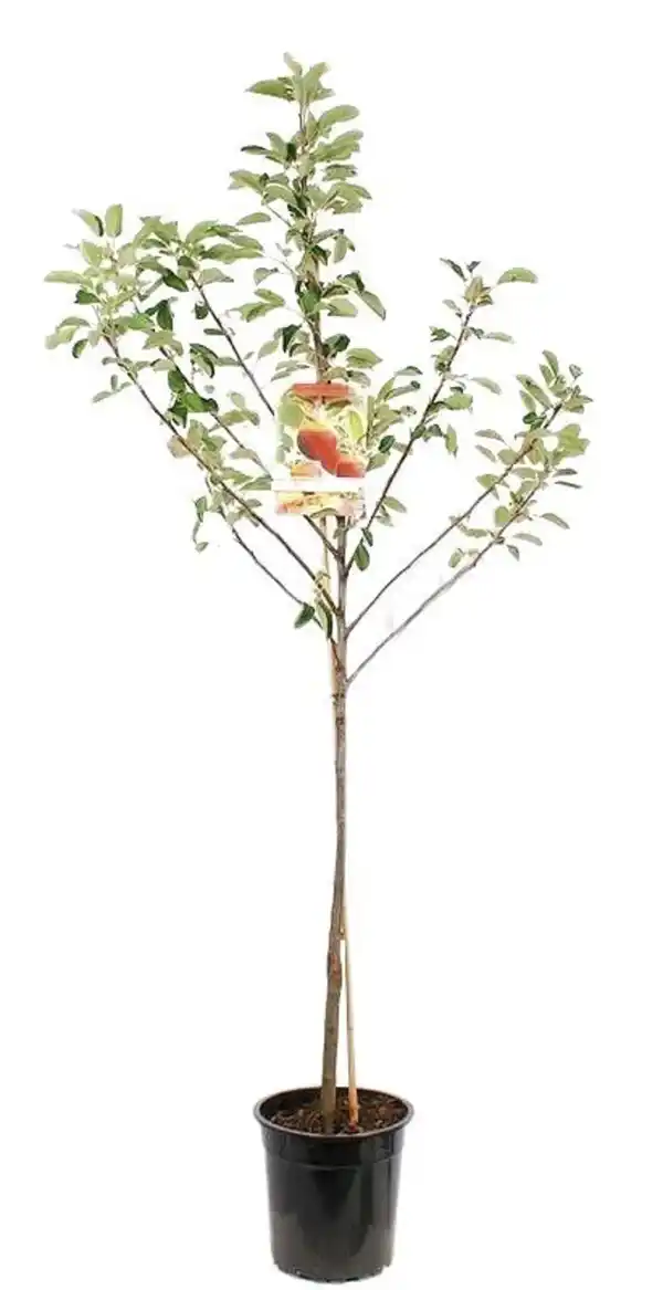 Bild 3 von Obstbäume