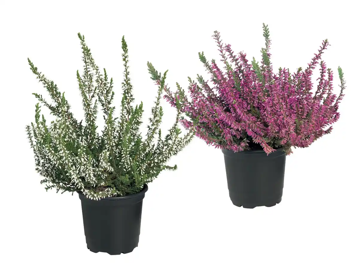Bild 1 von Heidekraut (Calluna vulgaris)