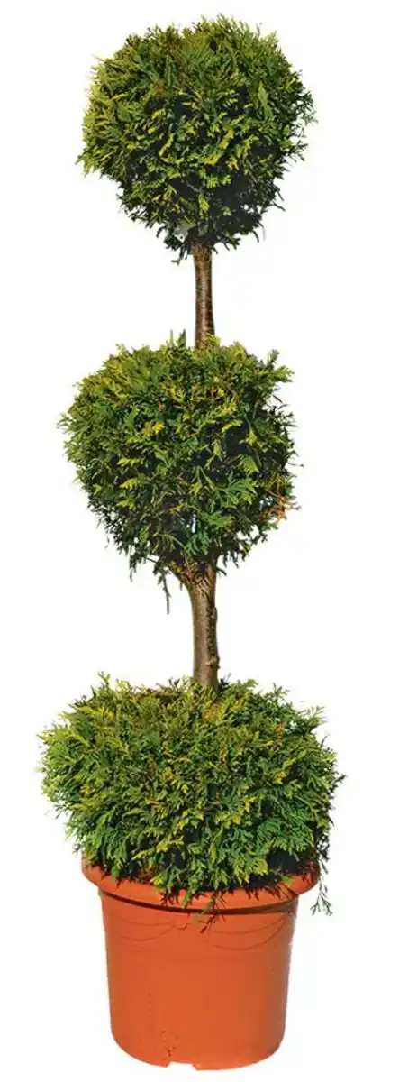 Bild 4 von Koniferen