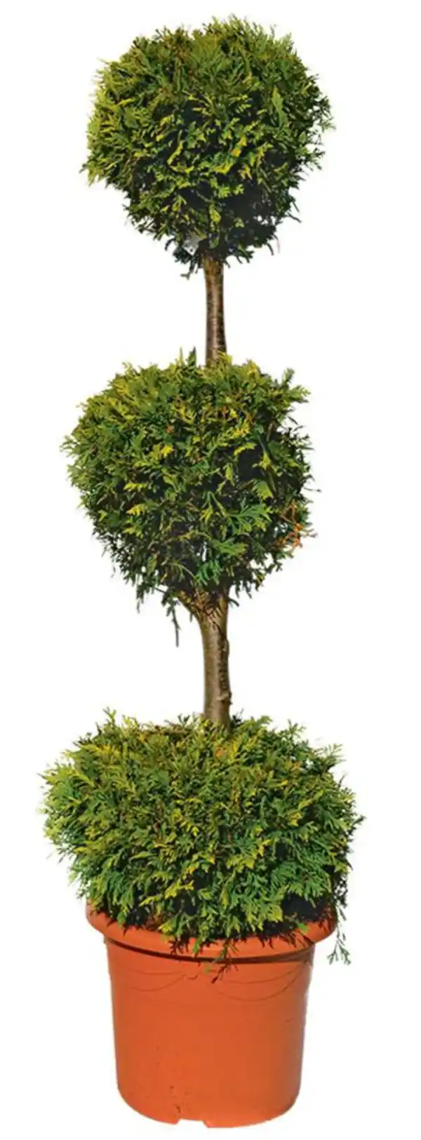 Bild 4 von Koniferen