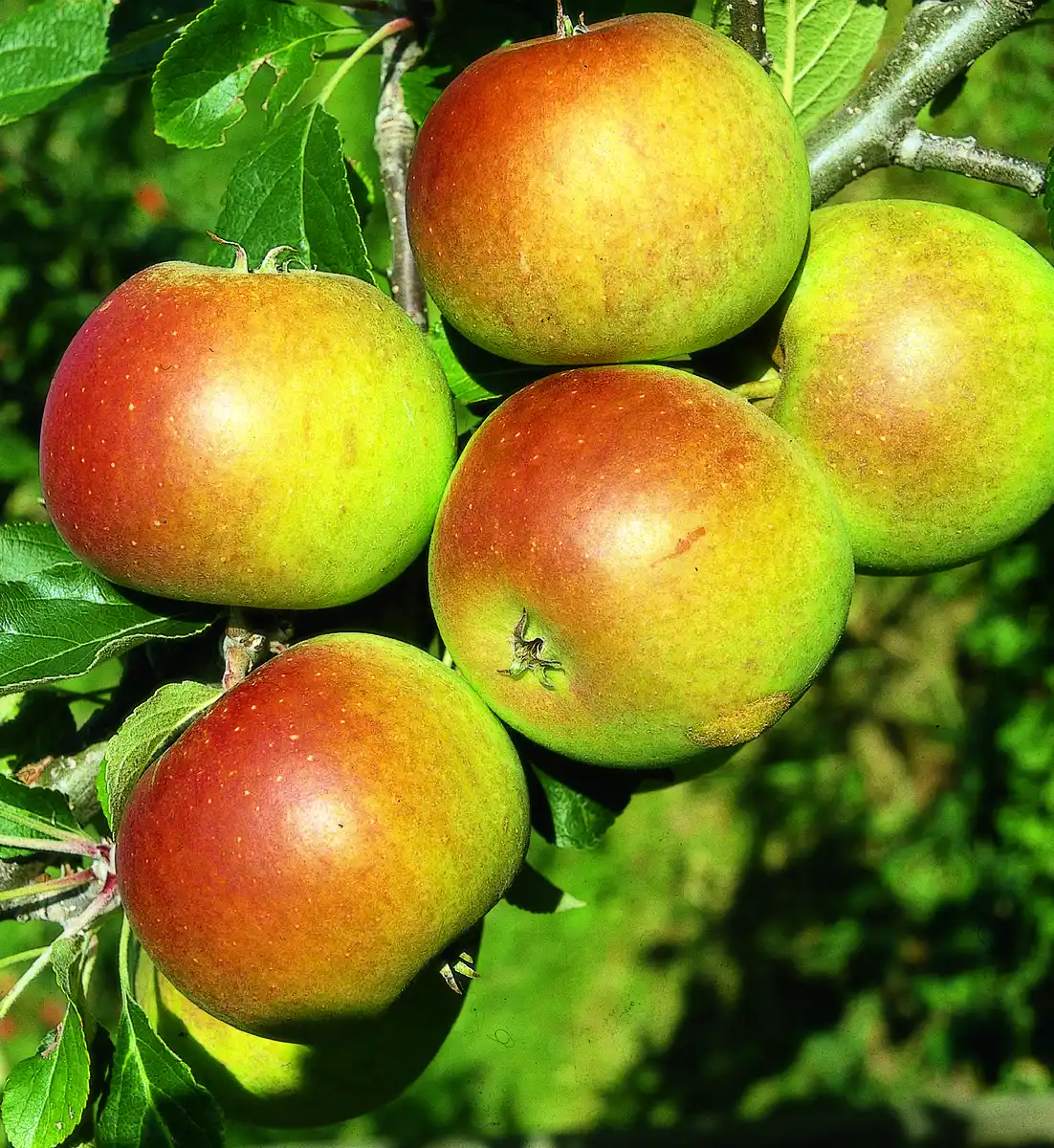 Bild 4 von Obstbäume