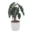 Bild 4 von GARDENLINE Pflanze in Trendkeramik