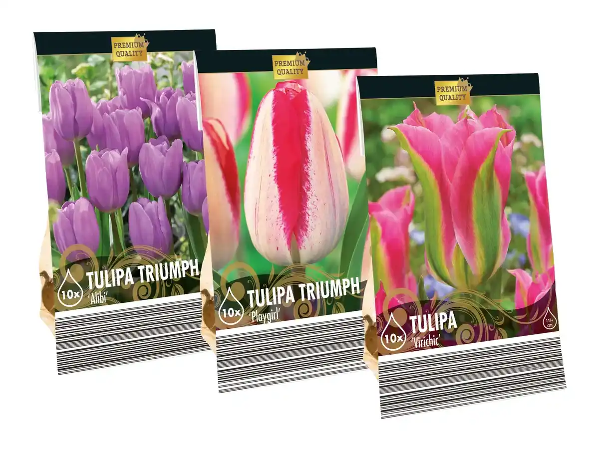 Bild 1 von Holländische Blumenzwiebel-Highlights