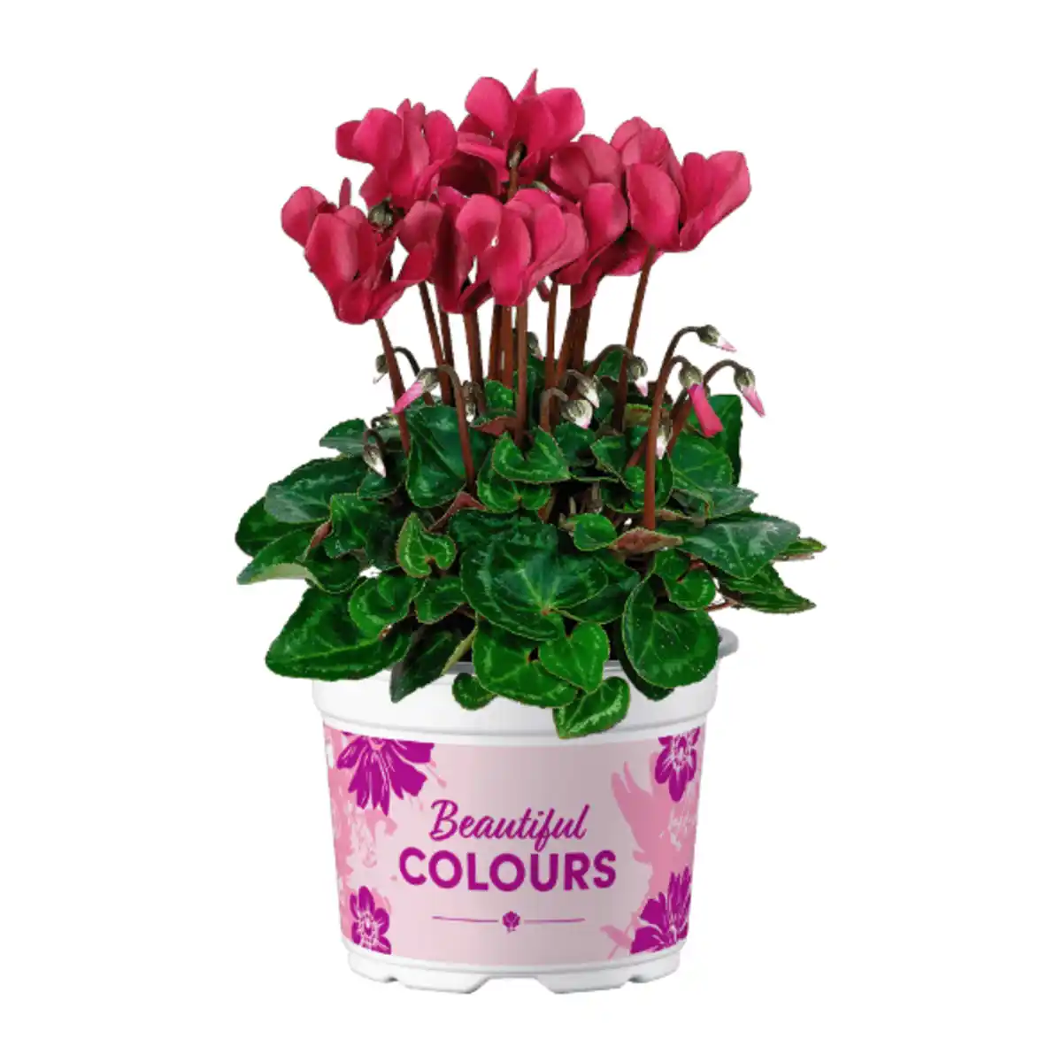 Bild 2 von GARDENLINE Alpenveilchen