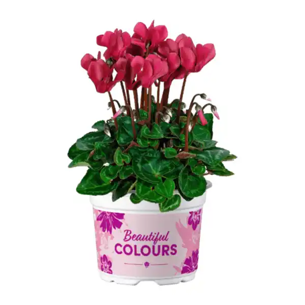 Bild 2 von GARDENLINE Alpenveilchen