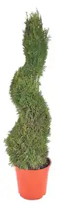 Koniferen