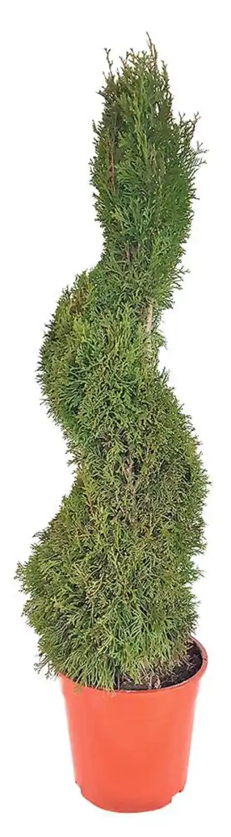 Bild 1 von Koniferen