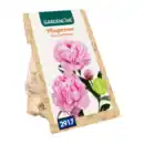 Bild 2 von GARDENLINE Premium-Pfingstrosenknolle