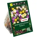 Bild 1 von toom Botanische Krokusse 'Mix' 40 Zwiebeln