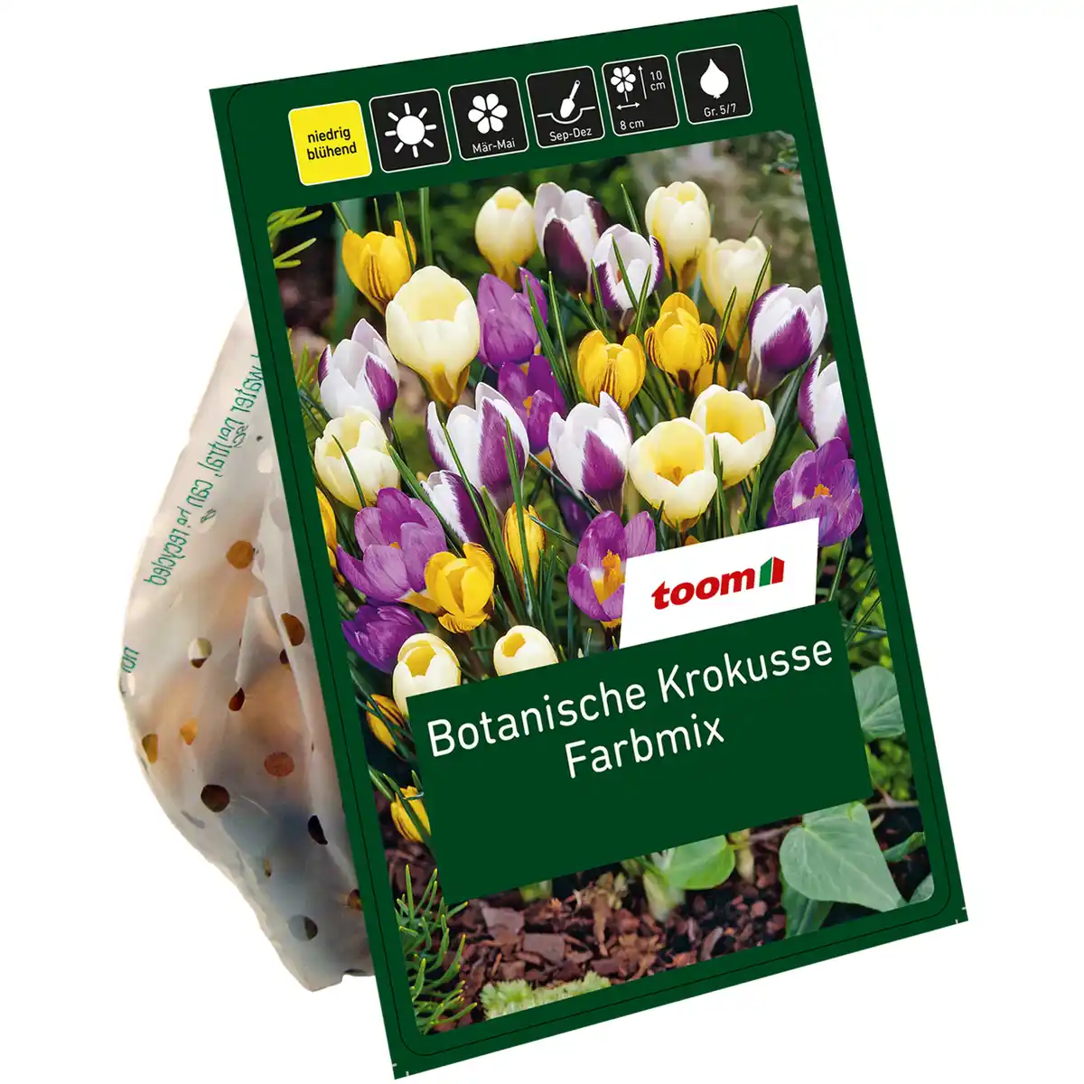 Bild 1 von toom Botanische Krokusse 'Mix' 40 Zwiebeln