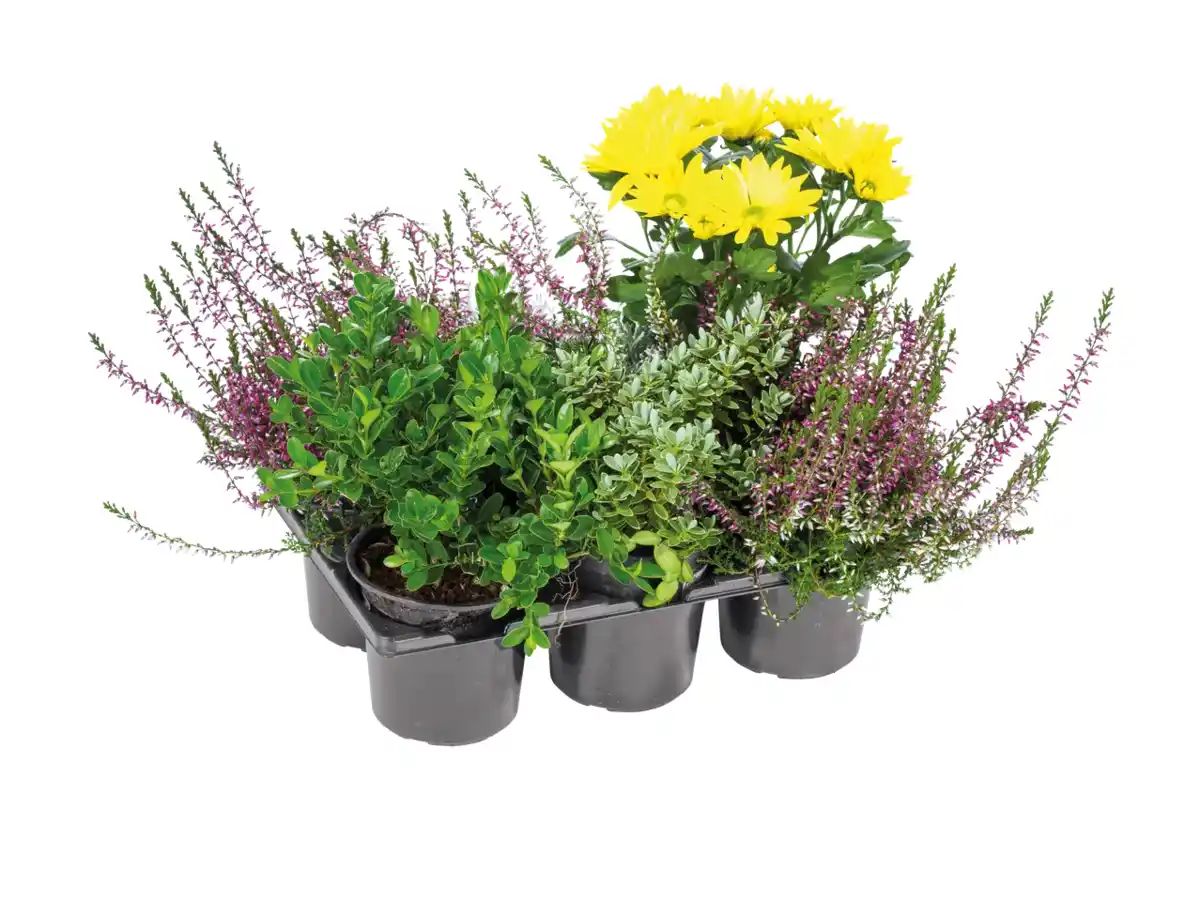 Bild 1 von Herbstpflanzenmix