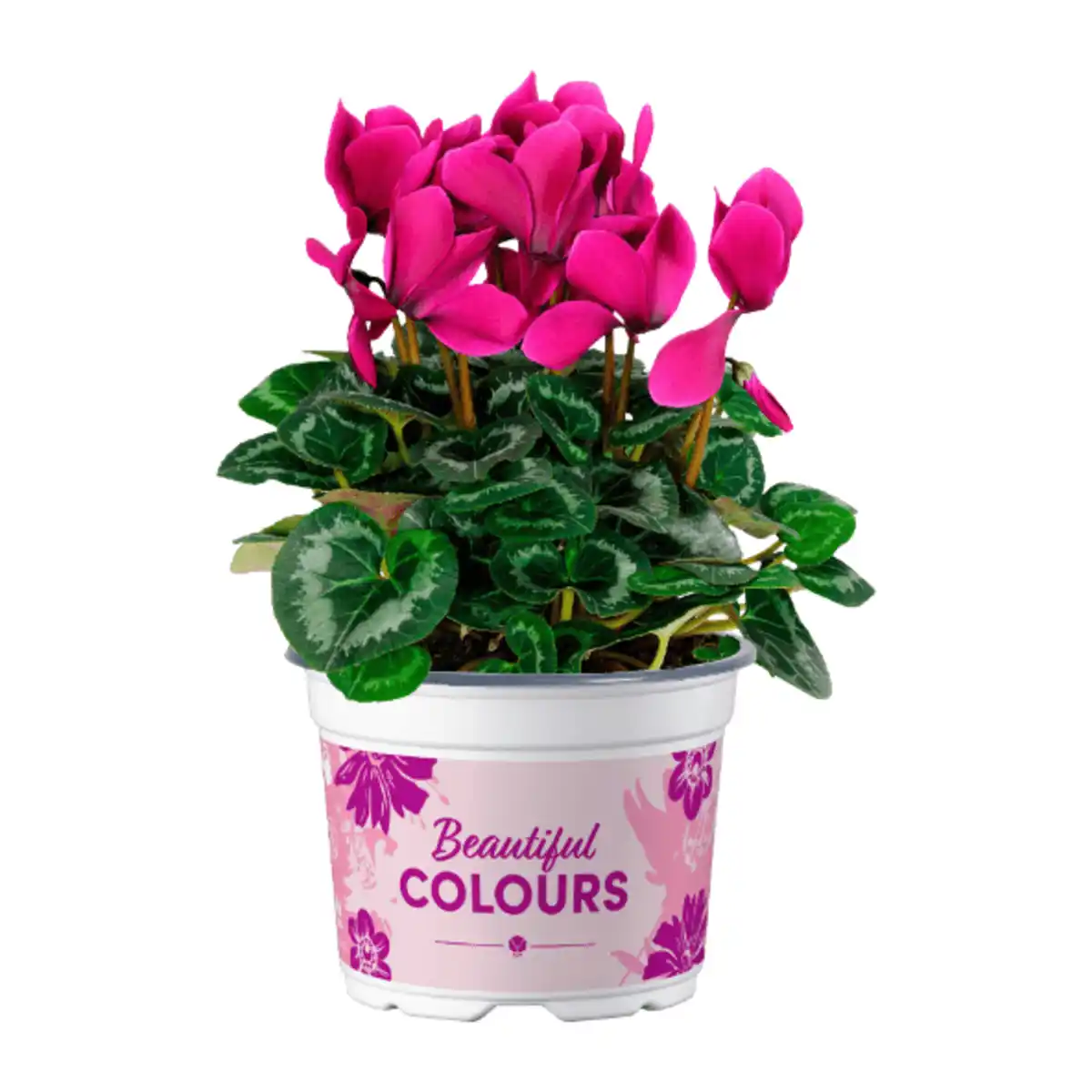 Bild 3 von GARDENLINE Alpenveilchen