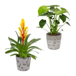 GARDENLINE Pflanze in Trendkeramik