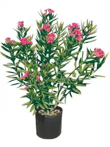 Oleander
