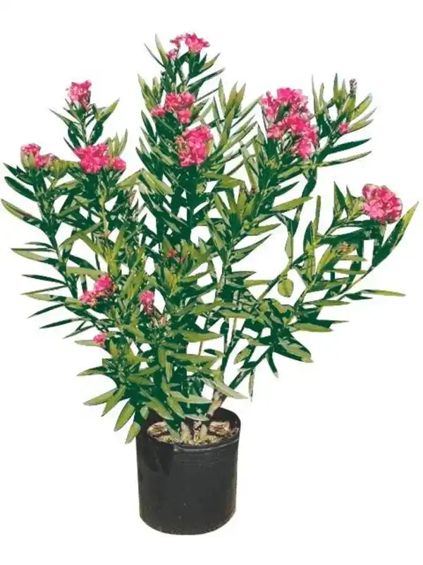Bild 1 von Oleander