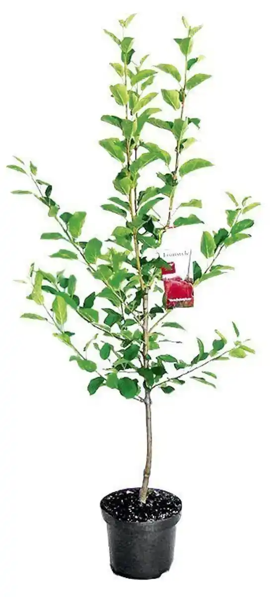 Bild 2 von Obstbäume