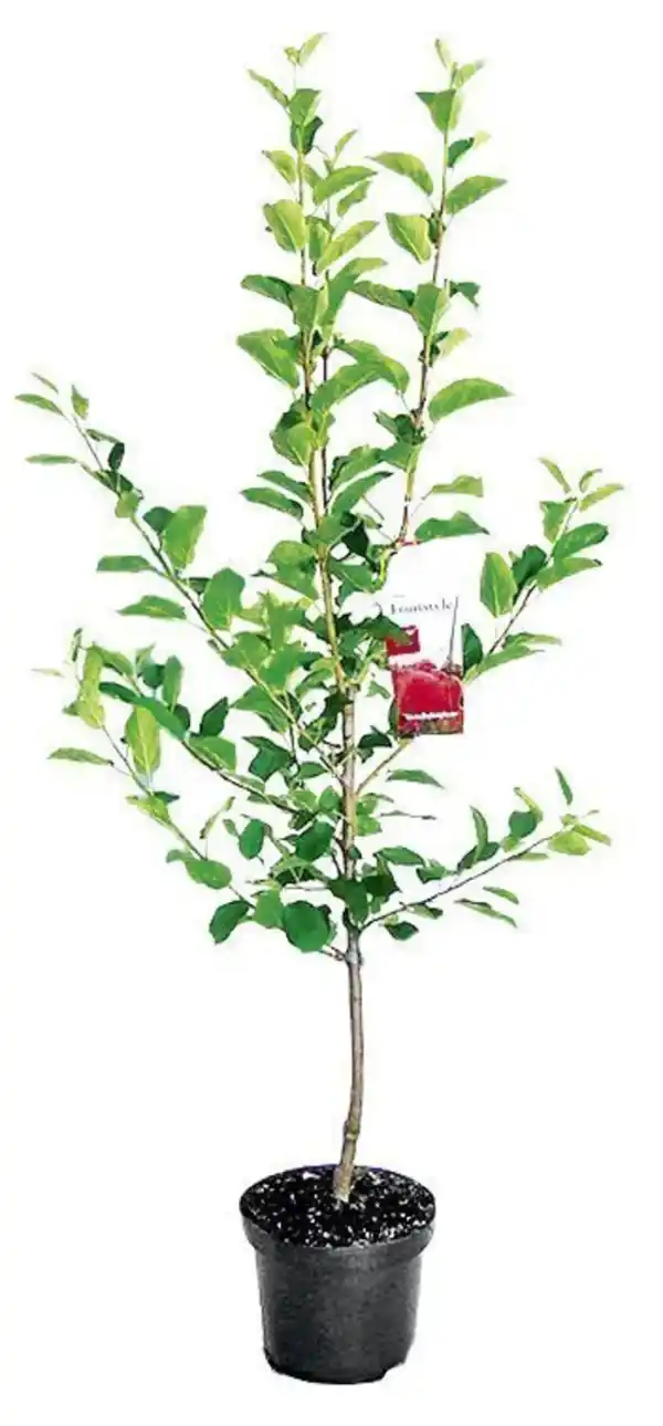 Bild 2 von Obstbäume