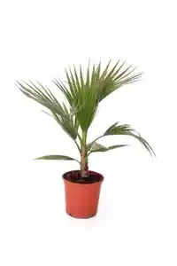 Palmen