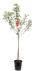 Obstbäume