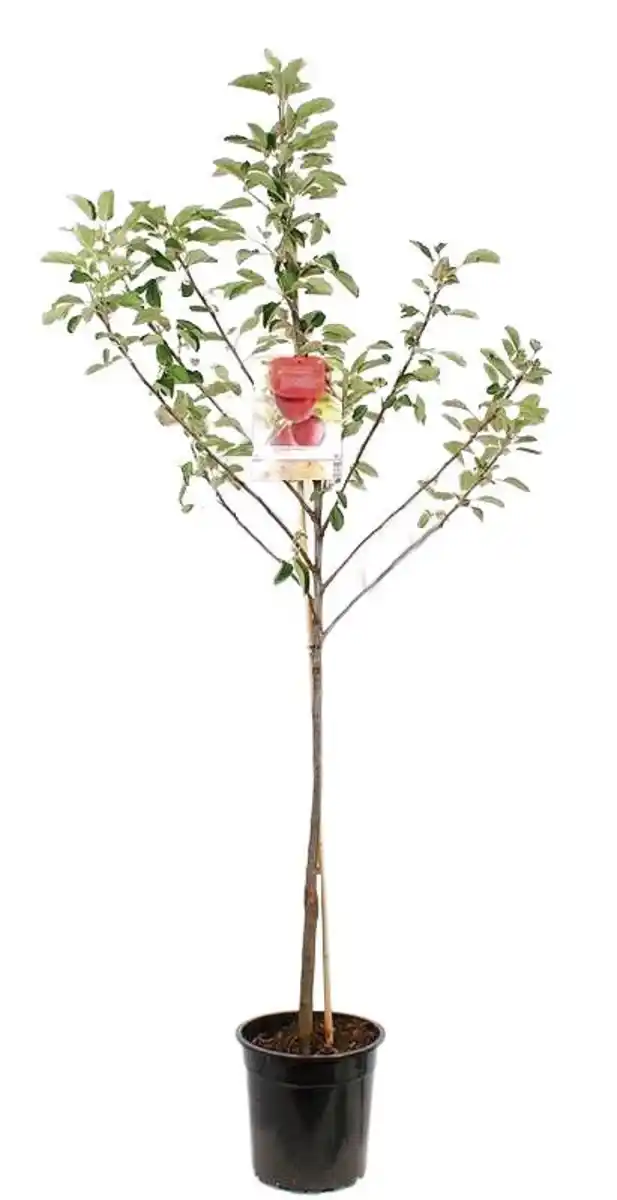 Bild 1 von Obstbäume