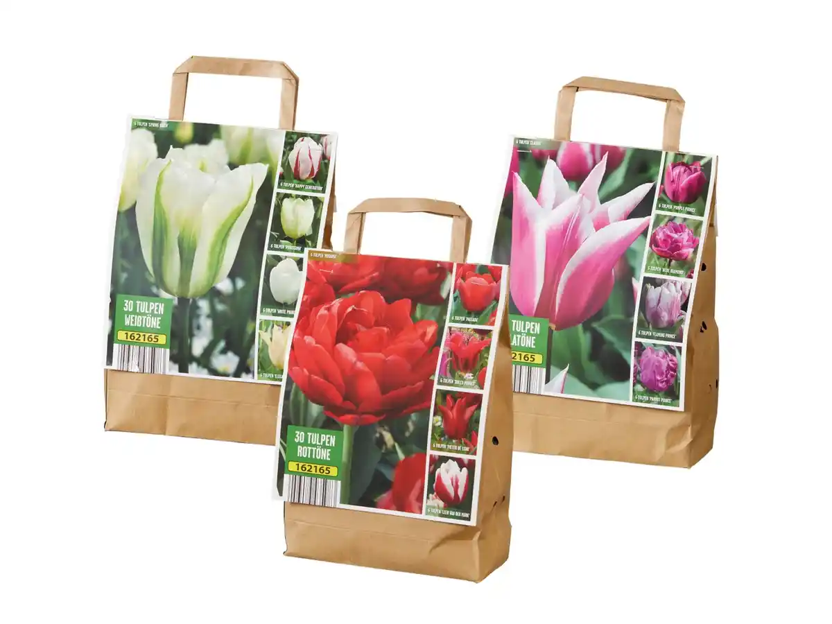 Bild 1 von Tulpenmix