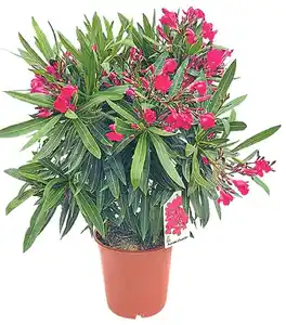 Oleander