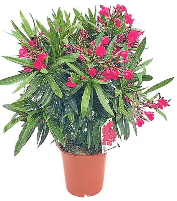 Bild 1 von Oleander