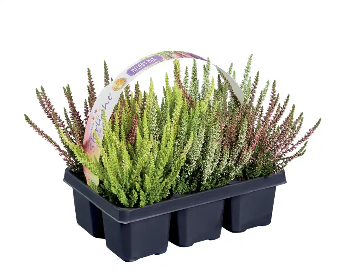 Bild 1 von Heidekraut (Calluna)