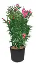 Bild 2 von Oleander
