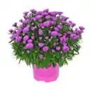 Bild 3 von GARDENLINE Herbstastern