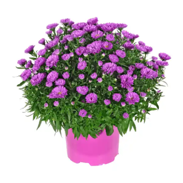 Bild 3 von GARDENLINE Herbstastern