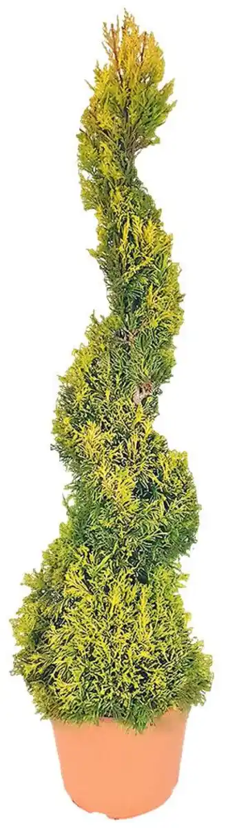 Bild 3 von Koniferen