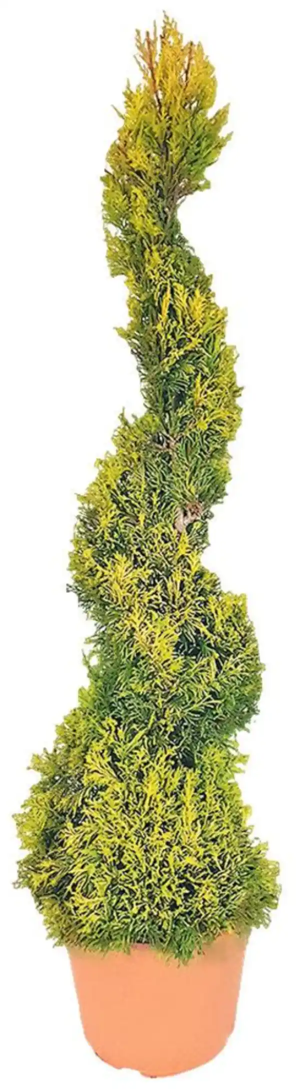 Bild 3 von Koniferen