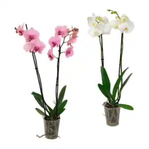 GARDENLINE Phalaenopsis