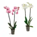 Bild 1 von GARDENLINE Phalaenopsis