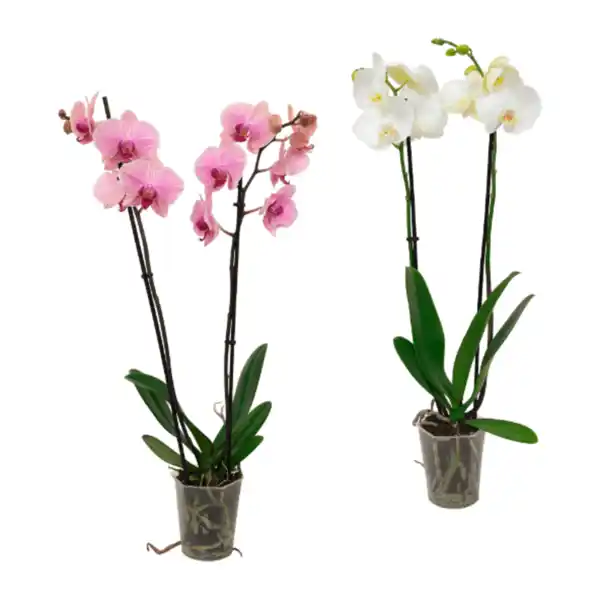 Bild 1 von GARDENLINE Phalaenopsis