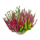 Bild 1 von GARDENLINE Calluna-Schale