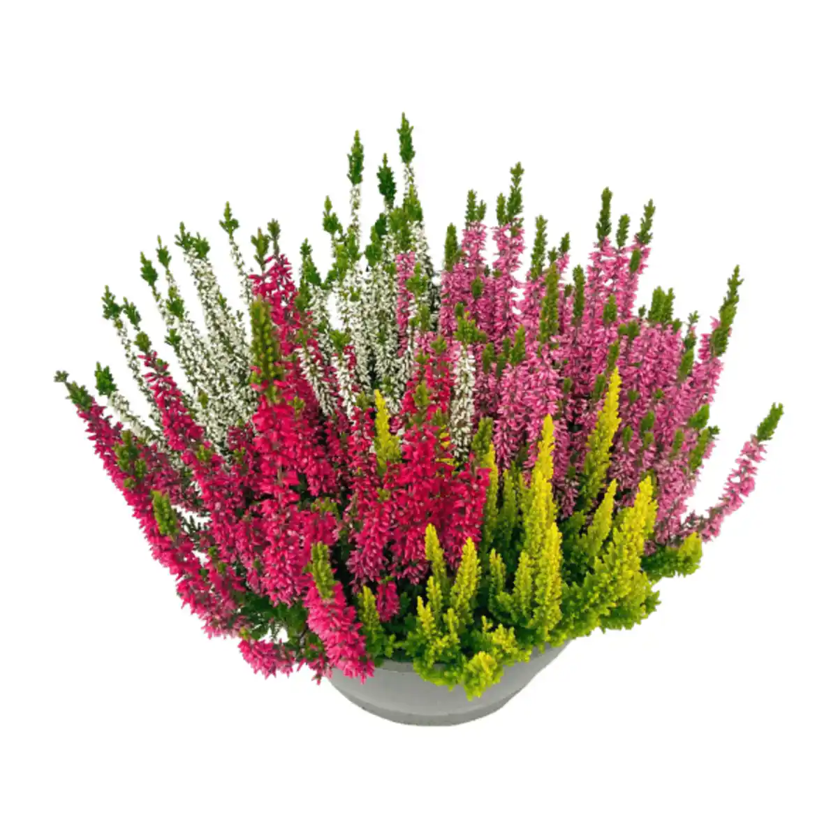 Bild 1 von GARDENLINE Calluna-Schale