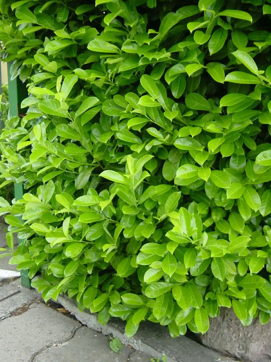 Bild 2 von Kirschlorbeer