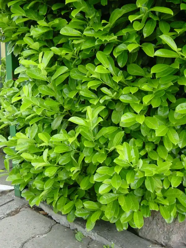 Bild 2 von Kirschlorbeer