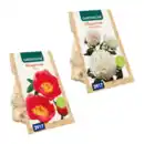 Bild 1 von GARDENLINE Premium-Pfingstrosenknolle