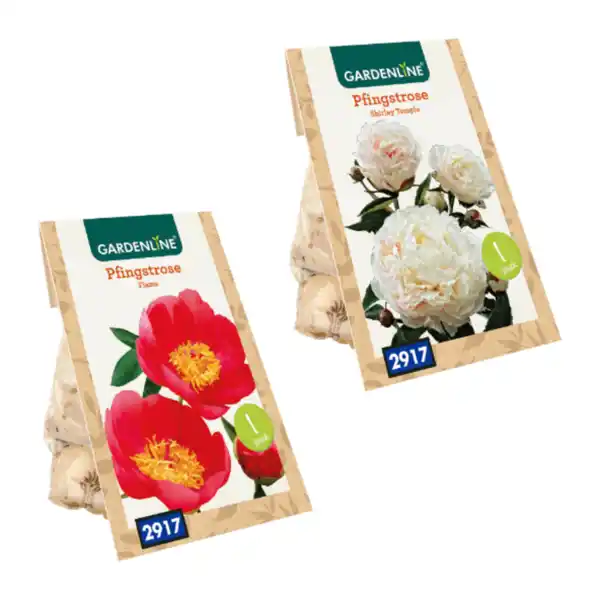 Bild 1 von GARDENLINE Premium-Pfingstrosenknolle