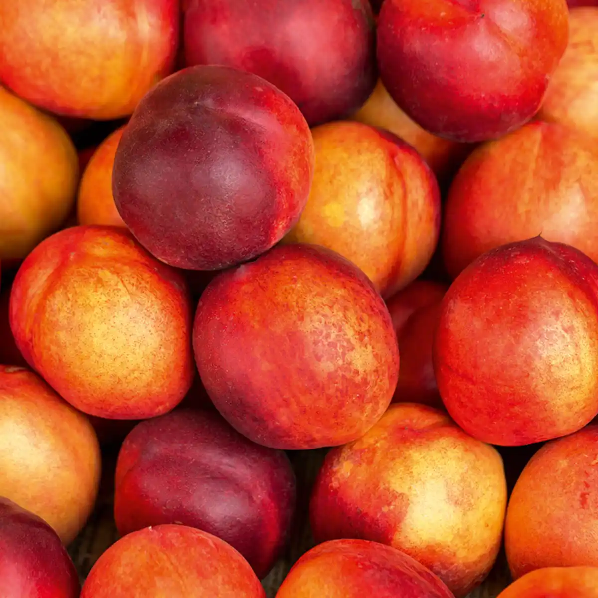 Bild 2 von Super Nivo Nektarinen XXL